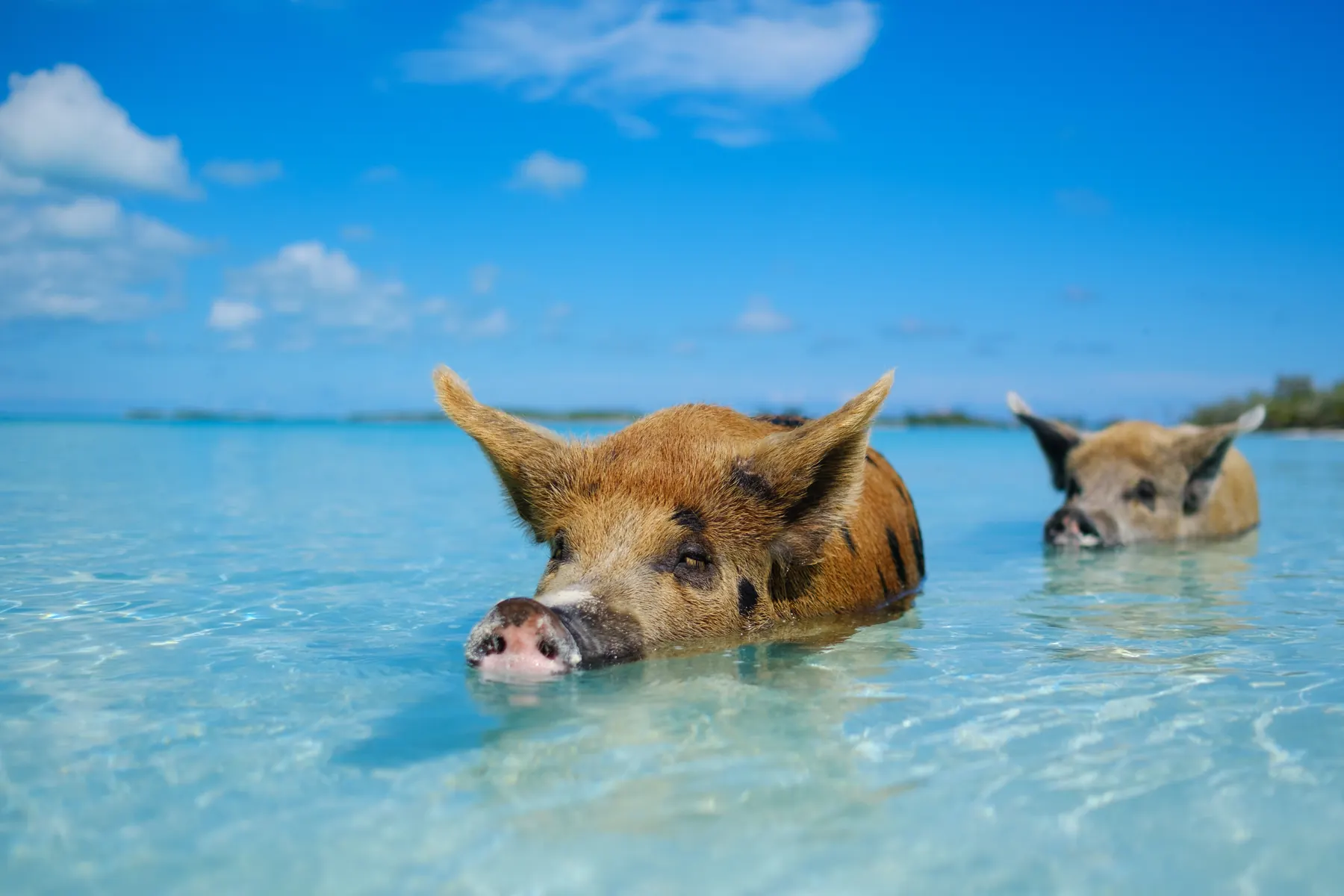 Swimming pigs at Big Major's Cay, Exuma Bahamas